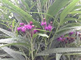 Image result for Vernonia centaureoides