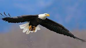 Animal Bald Eagle Wallpaper Eagle Wallpaper Bald Eagle Eagle Images