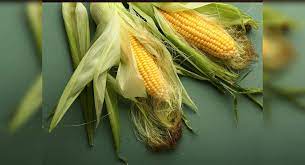 What S The Difference Between Corn And Baby Corn The Times Of India