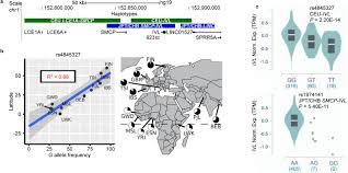 an enhancer involucrin regulatory module impacts human skin