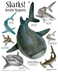Maybe you would like to learn more about one of these? Sharks Reefer Magnets Card Shark