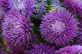 Pin On Gardening