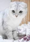 Scottish Folds for Sale | Cats on Oodle Classifieds