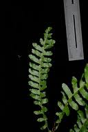 Image result for Arthropteris palisotii