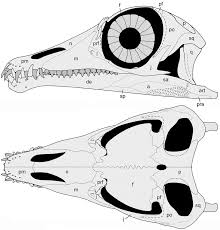 Image result for Tanystropheus