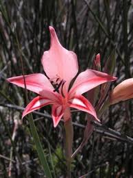 Image result for Gladiolus juncifolius