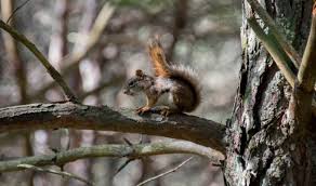 Do squirrels make good pets? Squirrel In Your House Try These 3 Methods To Get Them Out
