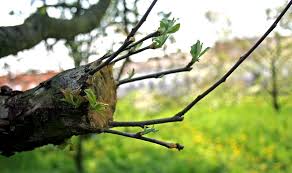 Oculatia inelara comparativ cu alti pomi fructiferi. Cand Se Altoiesc Pomii Si Cum Alegem Altoiul Si Portaltoiul