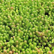 Image result for Sedum ruwenzoriense