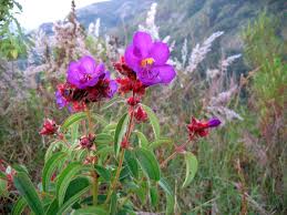 Image result for Dissotis falcipila