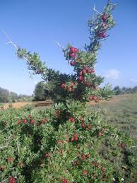 Lyciet Commun Baies De Goji Baie De Goji Baie Arbre Fruitier