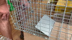 A queensland grazier says trapping or placing a bounty on feral cats could help control their numbers. Feral Cat Trap Humane Tough Buy Online Pestrol Australia