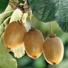 Image result for Actinidia