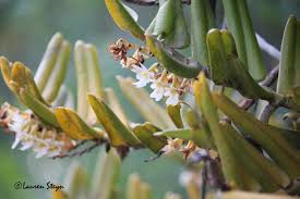 Image result for Calyptrochilum