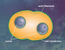 Cells are the basic unit of all living things. Learn Plant Cell Mitosis Cytokinesis In 3 Minutes