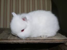 It's almost time for a celebration. Pin On Cute Animals