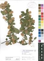 Image result for Hymenocardia