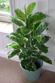 These silk flowers from jamali garden look as first, you need to understand how big flowers are in real life (weirdly, the internet is not great at floral scale). How To Make Artificial Plants Look Real By Leaf Design Uk Plants Leaf Artificial Plants