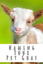 370 Great Ideas For Naming Your Pet Goat Pet Goat Goats Cute Goats