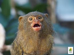 154 éves a fővárosi állatkert. Xiv Kerulet Zuglo Az Allathazakat Is Megnyitotta Az Allatkert