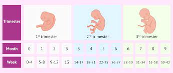 image result for week month trimester chart 9 haftalik gebelik hamilelik 7 haftalik gebelik