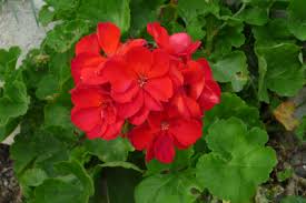 Here are the 10 best, ranked by flower quality, delivery, and price. Five Foolproof Flowers For An Italian Garden Villasfor2
