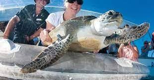 He took his first breath of open ocean in 40 years and didn't look back. Jorge the Loggerhead Turtle had lived most of his life in a tank in Argentina. He endured