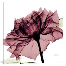 Icanvas Chianti Rose I By Albert Koetsier Canvas Print 18 X 18 X 0 75 Pink Graphic Wall Art Rose Art Albert Koetsier