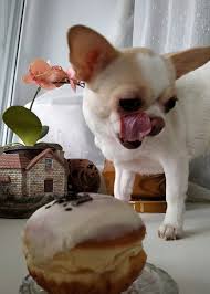 Pin By Sadika Fakir On My Chihuahua Friends Chihuahua Puppies Cute Chihuahua Cute Animals