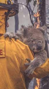 Why The Fires In Australia Are So Bad Published 2020 Animal Lover Koala Bear Love Your Pet