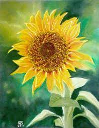 A Sunflower Oil Pastel Painting Oil Pastel Paintings Oil Pastel Art Pastel Art
