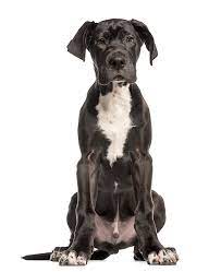 Leggo danes is compassionately run by maavrik of central florida. Great Dane Puppy 4 Months Old Sitting And Facing Cute Dog Costumes Great Dane Puppy Great Dane Dogs