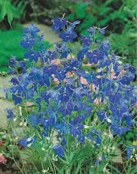 Image result for Delphinium