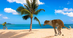 2,492 free images of beach background. 19 Best Funny Zoom Virtual Backgrounds To Use On Your Next Call Funny Gallery