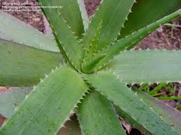 Image result for Aloe lateritia