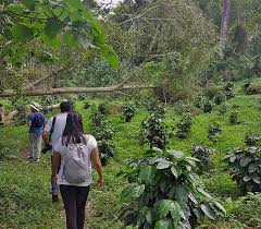 Bogota make their coffee properly, that is they don't serve it boiling hot: Coffee Farm Day Tour From Bogota Bogota Day Tour Uncover Colombia