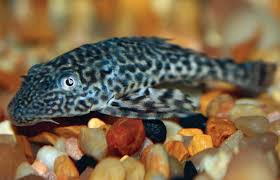 Some fungi occur naturally in the body, and they can be helpful or harmful. Plecostomus Pleco Fish Care Facts Food More Petco