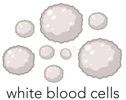 Check spelling or type a new query. A Vector Of White Blood Cells Stock Vector Illustration Of Plasma Drawing 120007224