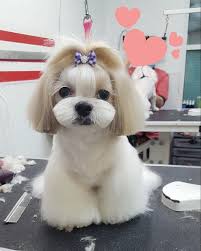 Humane society did an undercover investigation of new york city puppy store chelsea kennel club. Ny Puppy Club Nypuppyclub Twitter