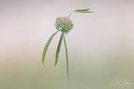 Image result for Acrotome inflata