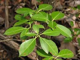 Mountain Laurel Kalmia Latifolia Mountain Laurel Kalmia Latifolia Plant Leaves