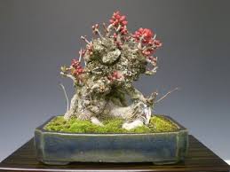 Texas scarlet flowering quince bonsai. Japanese Quince Bonsai Chaenomeles Japonica Youtube