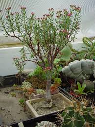 Image result for Crassula sarcocaulis