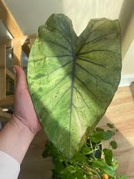 Can colocasia esc be growen in ponds. Colocasia Black Magic Reddit Post And Comment Search Socialgrep