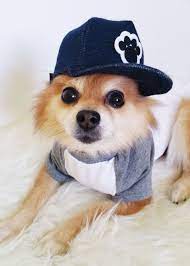 Dog T Shirt Snapback Set Handmade Dog Hats Dog Tshirts Etsy Dog Clothes Dog Wearing Clothes Dog Tshirt