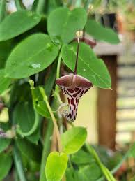 Image result for Ceropegia haygarthii