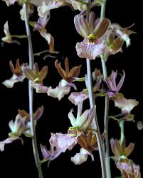 Image result for Eulophia obscura