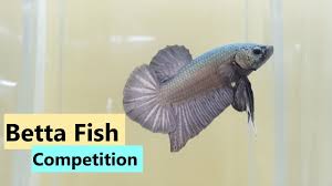 Betta Fish Competition Singapore 2019 Youtube