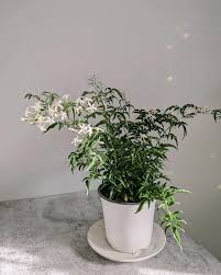 Image result for Jasminum bakeri