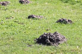 Um den untergrund für den gartenpool zu. Maulwurfshugel Im Garten Entfernen Aber Richtig Hausgarten Net